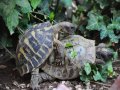 Testudo Hermanni la foto vincitrice (V.Finizio)